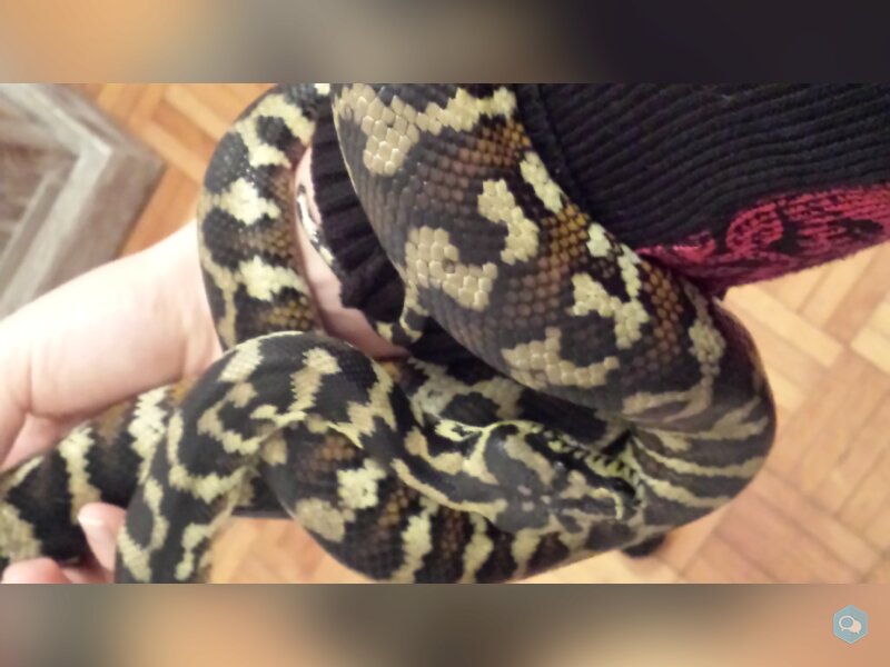 Python Morelia Spilota SSP SIB 1