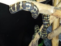 Python Morelia Spilota SSP SIB 2