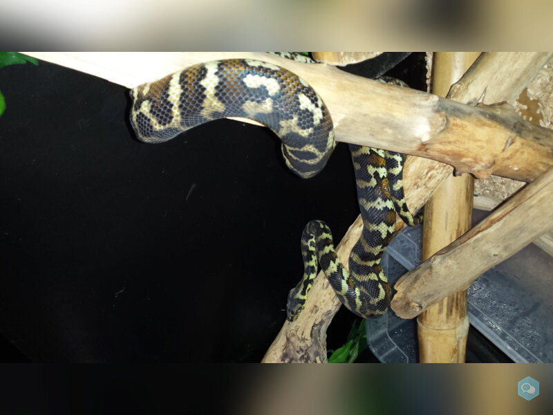 Python Morelia Spilota SSP SIB 2