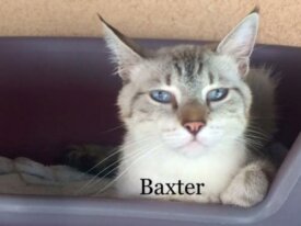 Baxter
