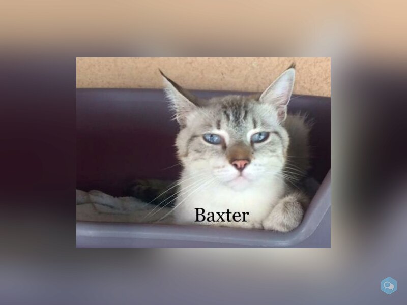 Baxter
 1