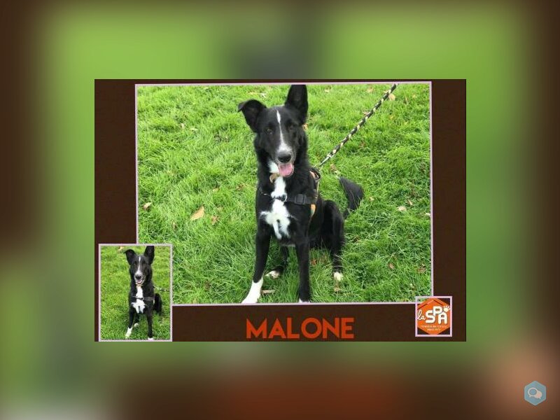 Malone
 1