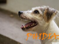 Phidias
 2