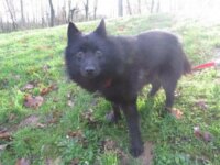 Nestor (schipperke) paa18218 1