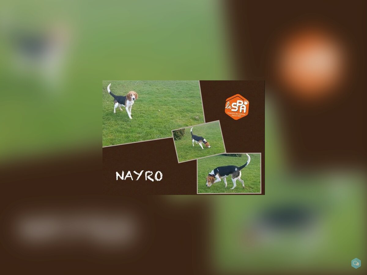 Nayro 1
