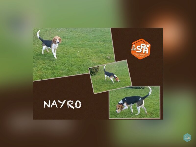 Nayro 1