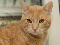 Garfield a13157 3