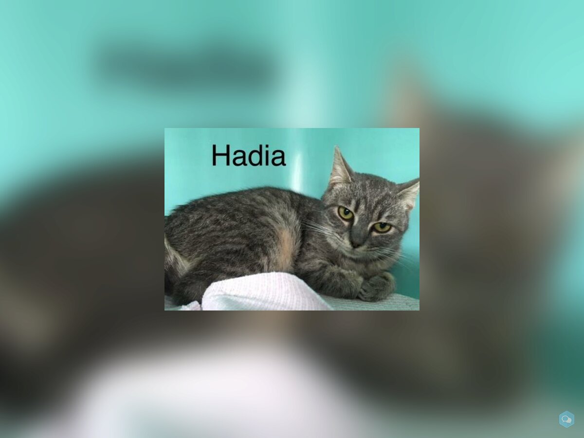 Hadia 1