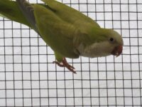 Couple conure souris et roseicollis et Pyrrhura  1