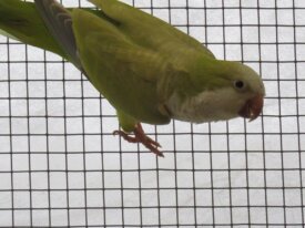 Couple conure souris et roseicollis et Pyrrhura 