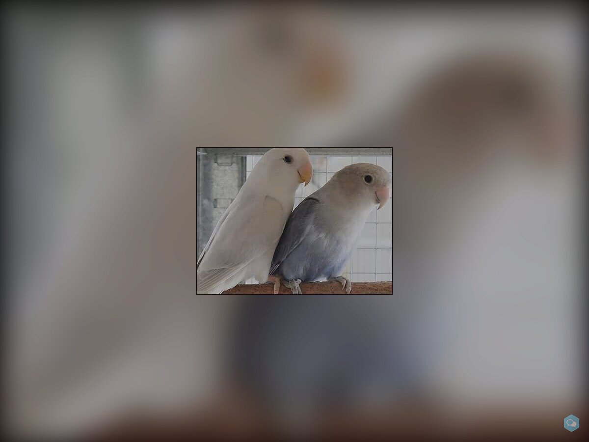 Couple conure souris et roseicollis et Pyrrhura  3