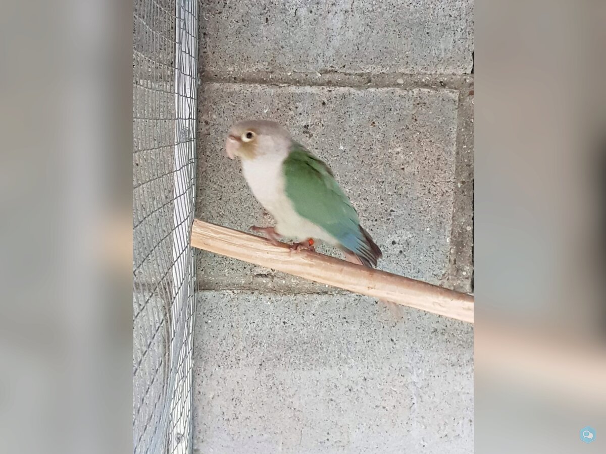 Couple conure souris et roseicollis et Pyrrhura  4