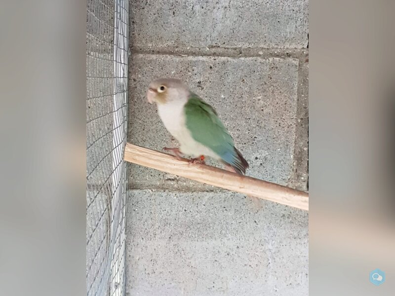 Couple conure souris et roseicollis et Pyrrhura  4