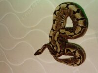 pythons regius  1