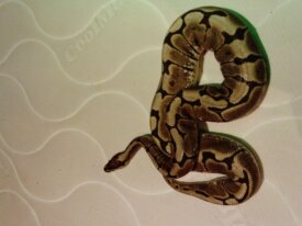 pythons regius 