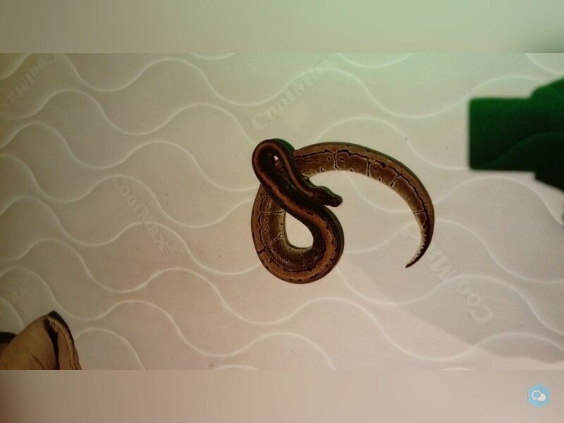 pythons regius  3