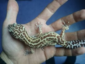 Geckos léopard vente et dons