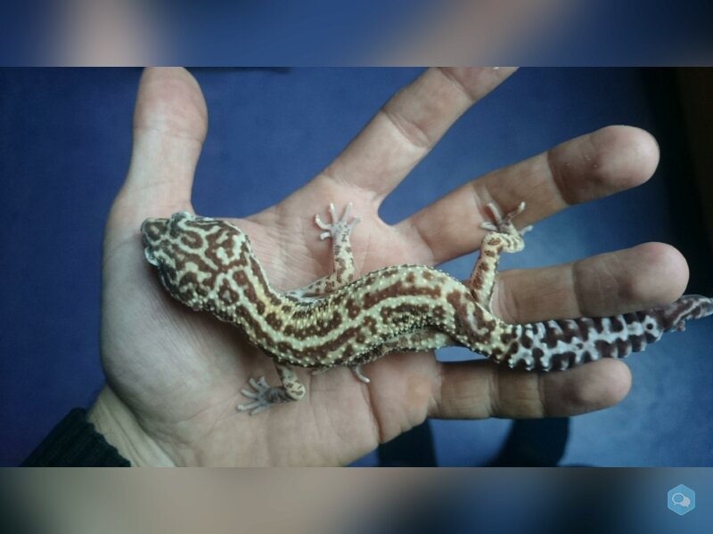 Geckos léopard vente et dons 1