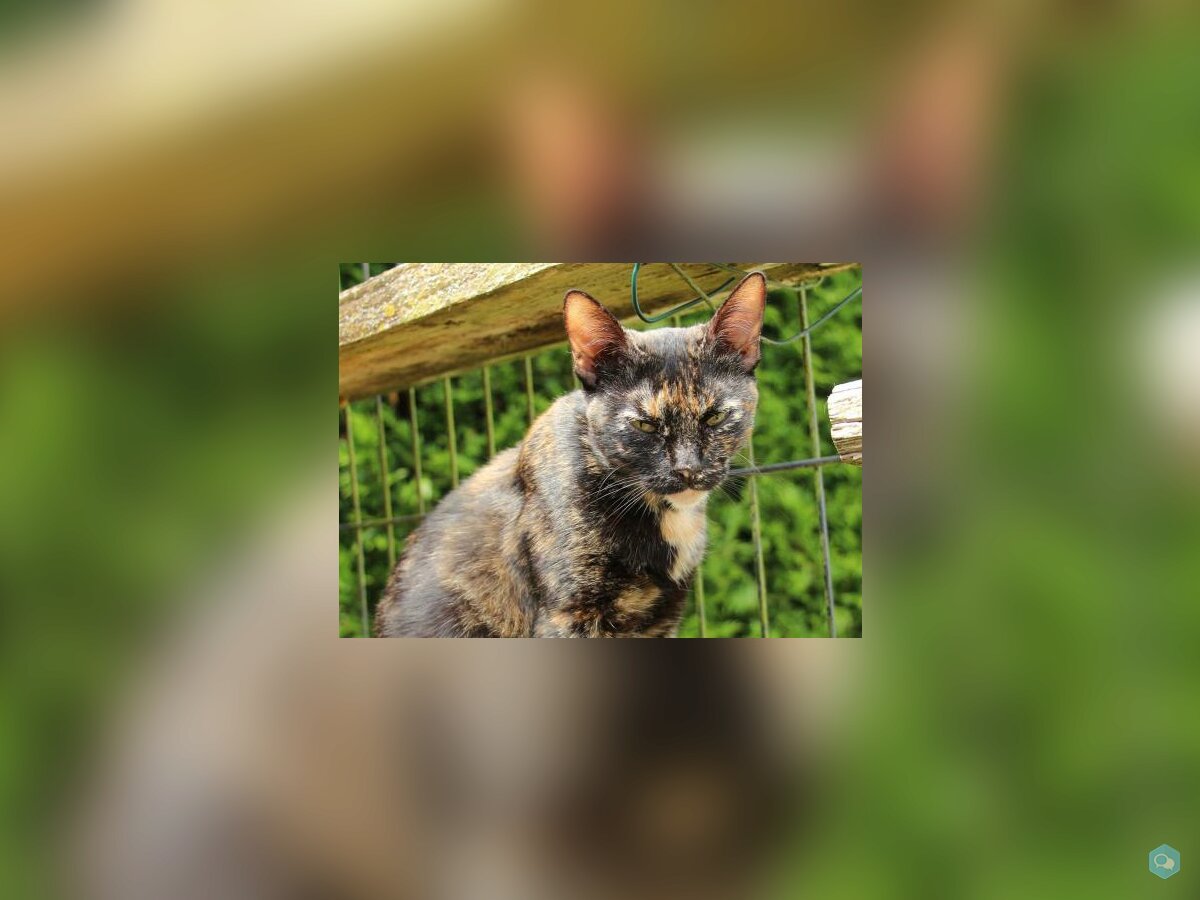 Tortie a13302 r4803 4