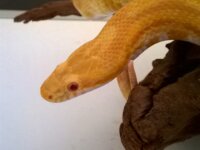 Donne serpent des blés femelle 3