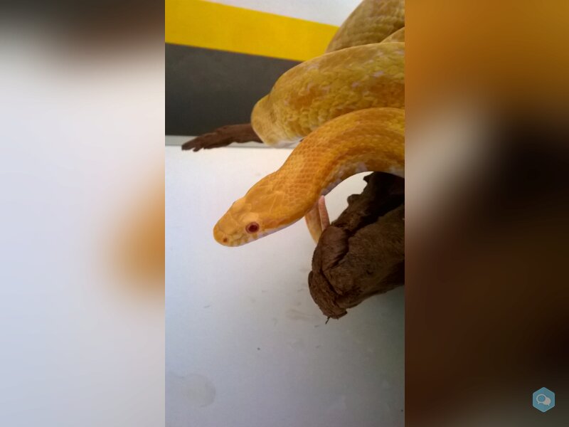 Donne serpent des blés femelle 3