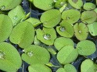 recherche salvinia 1