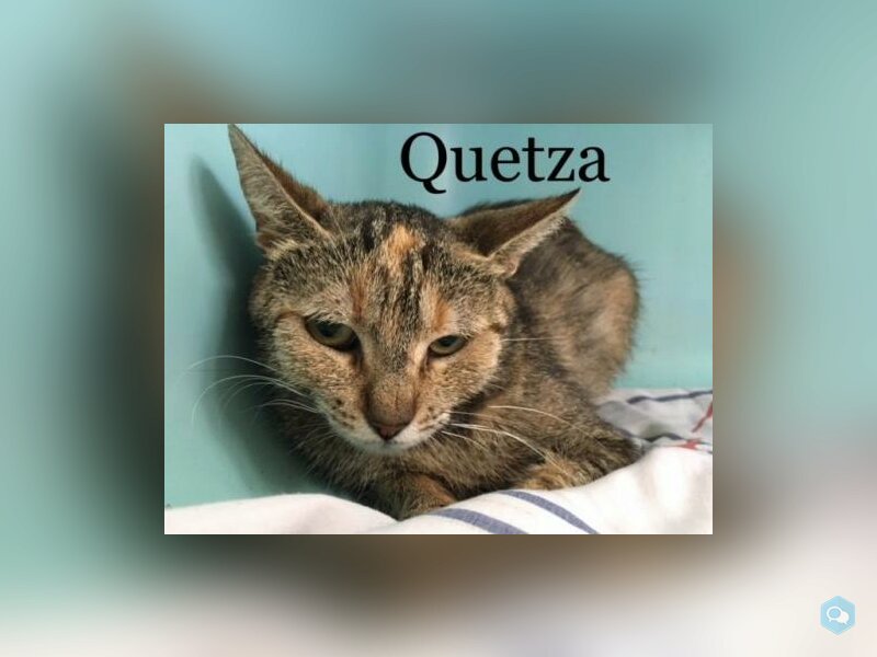 Quetza 1