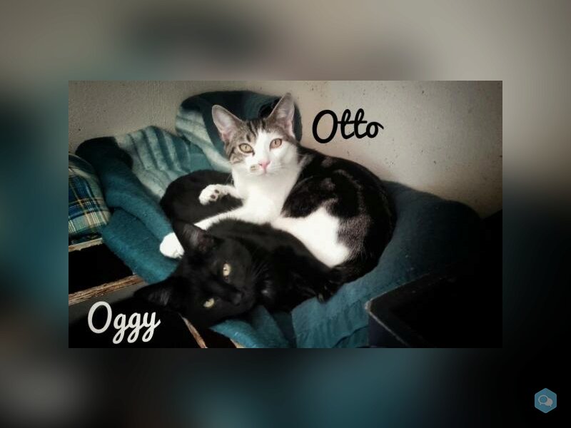 Oggy 1