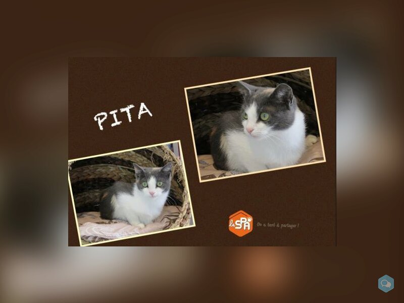 Pita  1