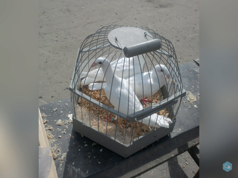 Продажа голубей в Туле 1