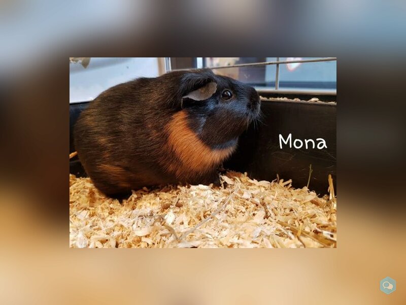 Mona 1