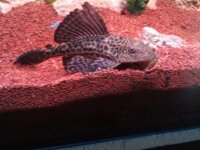 [DON] Pleco 1