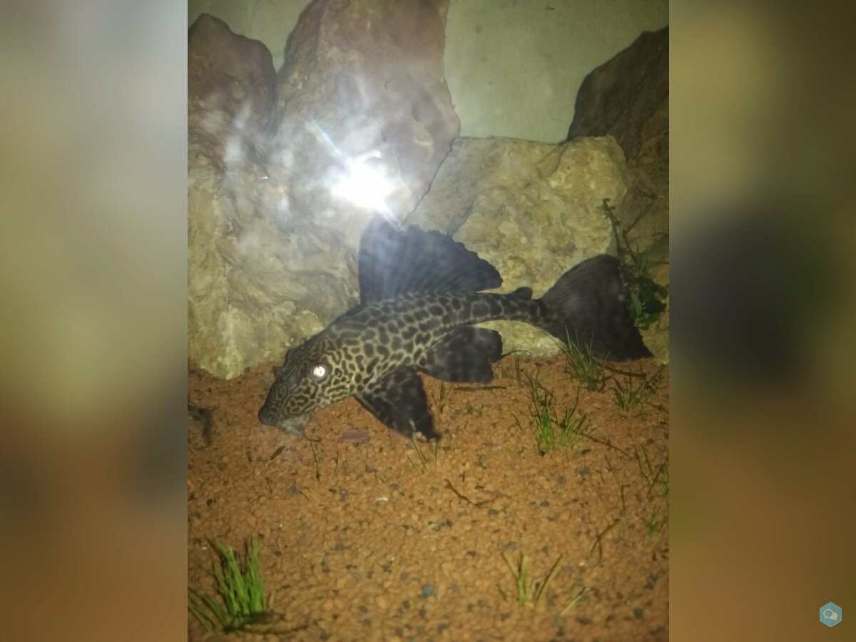 [DON] Pleco 2