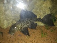 [DON] Pleco 2