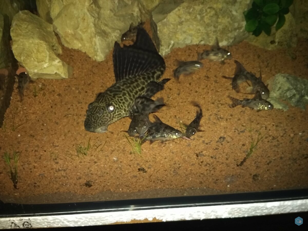 [DON] Pleco 4