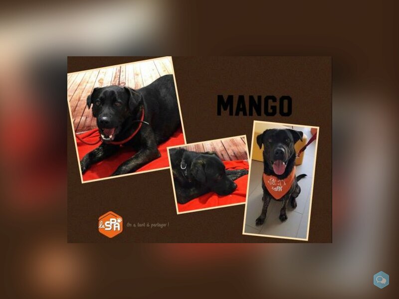 Mango 1