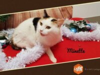 Minette 1