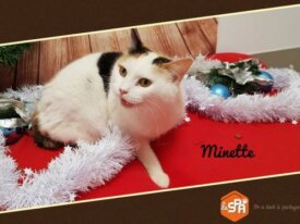 Minette