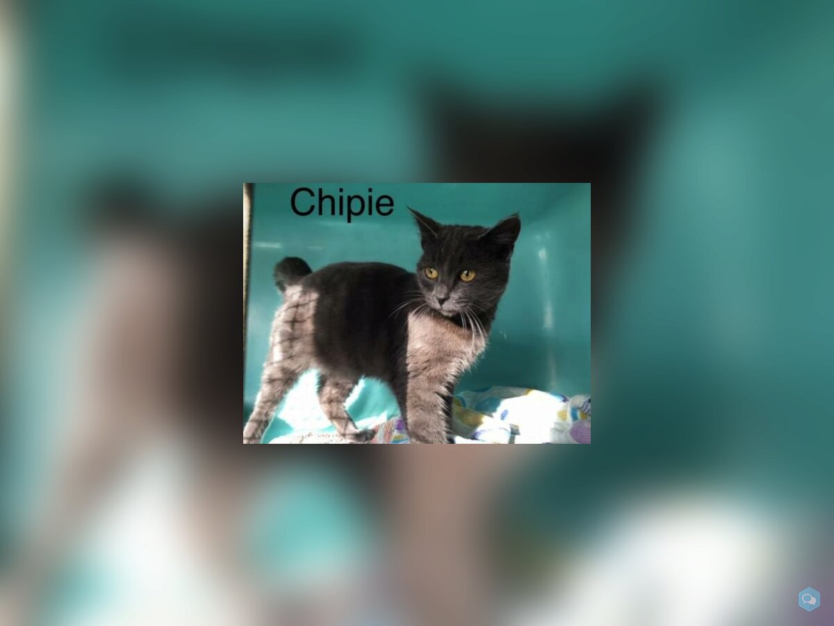 Chipie 1