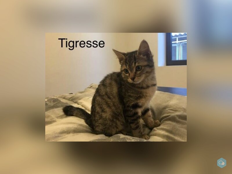 Tigresse 1