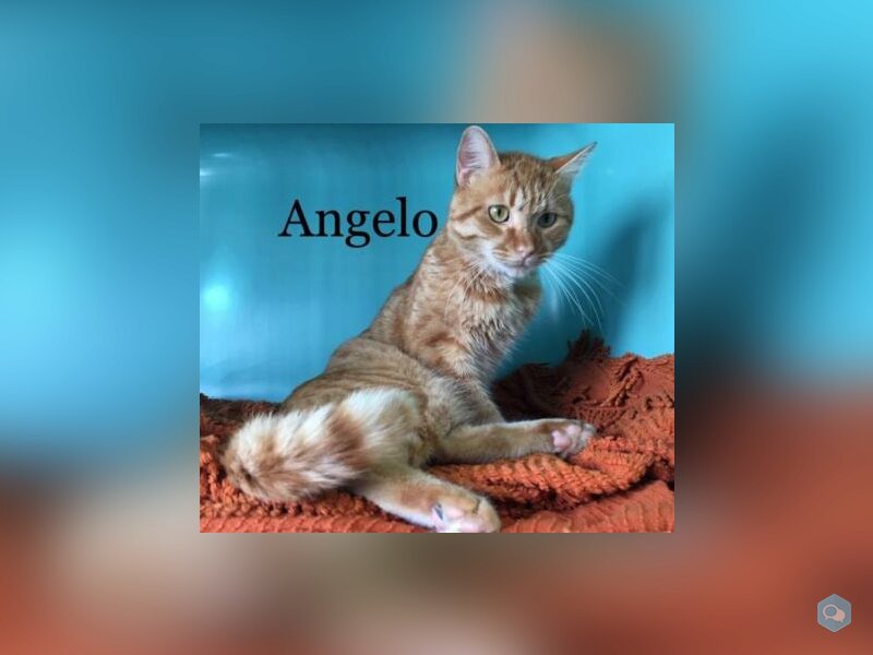Angelo 1