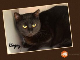 Baguy