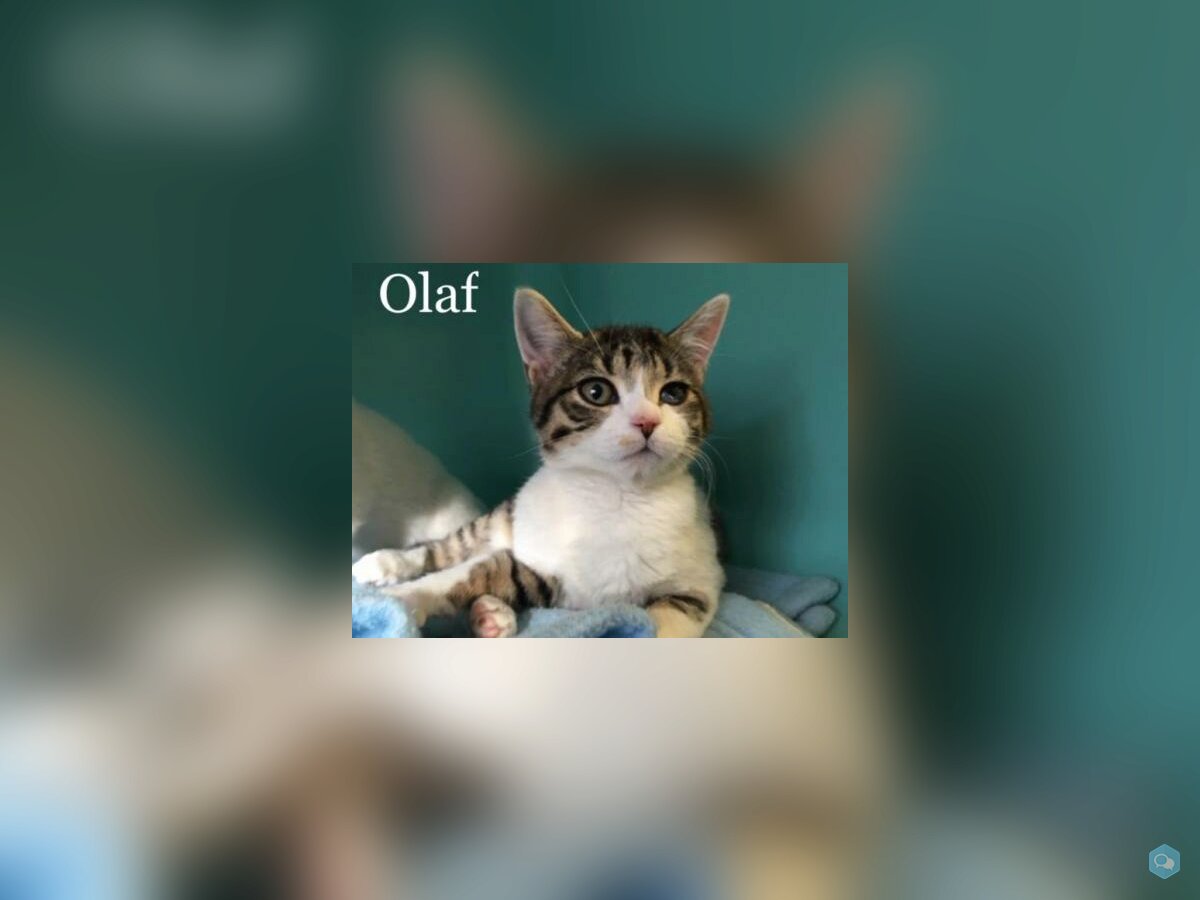 Olaf 1