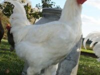 Цыплята Французских мясных Бресс Галльских кур 1
