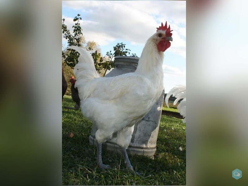 Цыплята Французских мясных Бресс Галльских кур 1