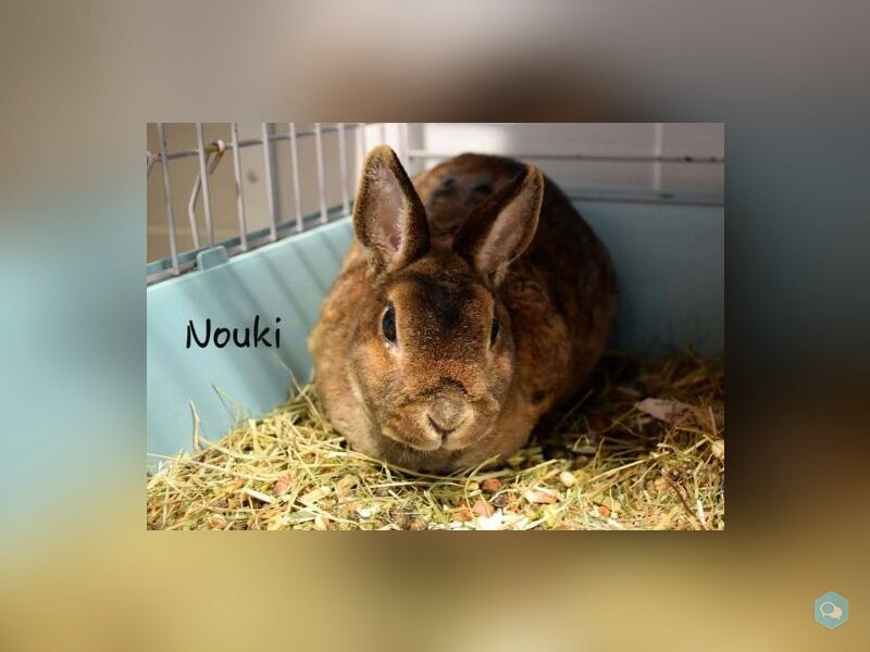 Nouki 1