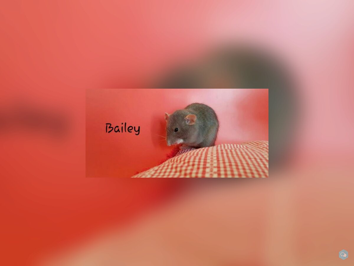 Bailey 1