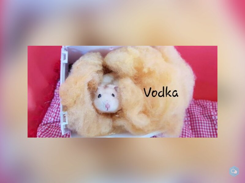 Vodka 1