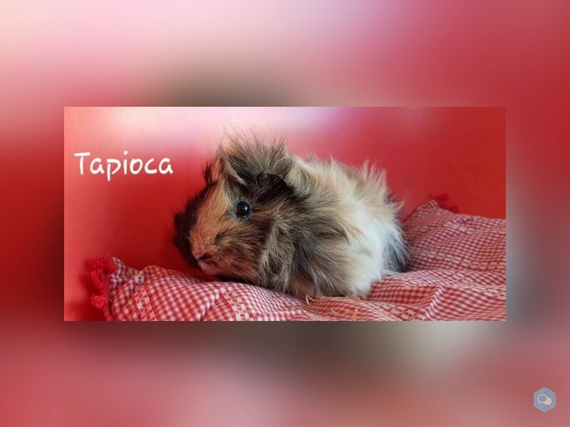 Tapioca 1