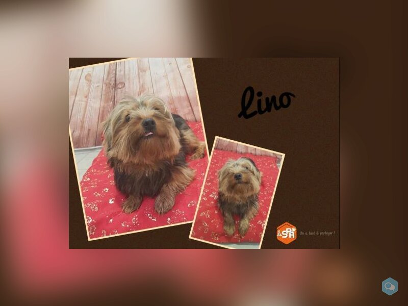 Lino 1